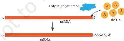 Gene Cloning Class 12 NCERT Biotechnology Chapter 3 Poly A polymerase adding adenine residues to the 3' end of an RNA molecule