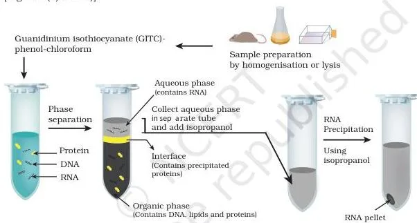 Gene Cloning Class 12 NCERT Biotechnology Chapter 3 RNA extraction result showing the aqueous phase from which RNA is recovered after GITC-phenol-chloroform treatment