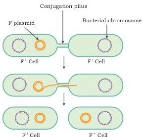 Gene Cloning Class 12 NCERT Biotechnology Chapter 3 Two bacterial cells joined by a pilus while a single strand of the F plasmid passes from donor to recipient