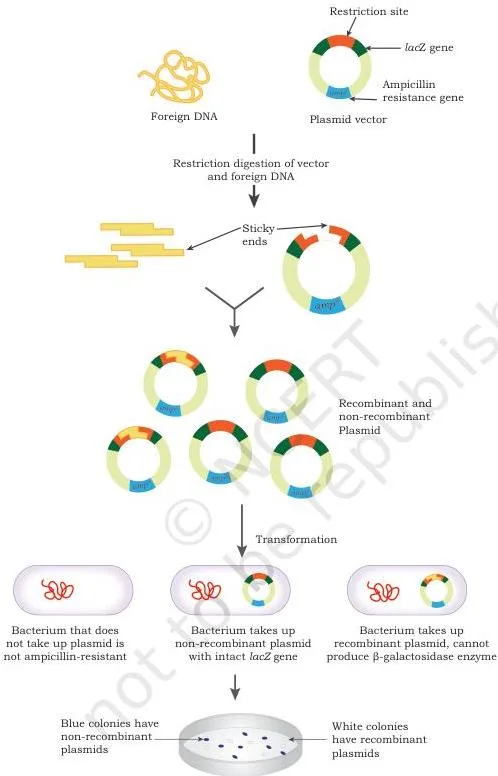 Gene Cloning Class 12 NCERT Biotechnology Chapter 3 Bacterial plate with blue and white colonies, where white colonies indicate a disrupted lacZ gene and a recombinant insert