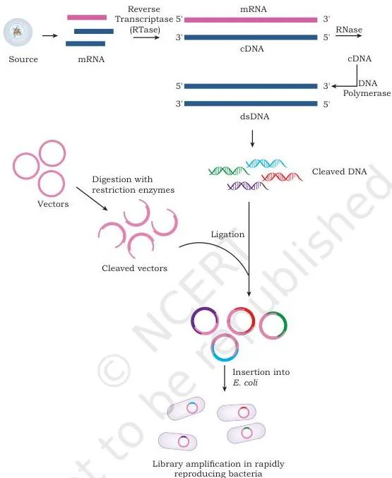 Gene Cloning Class 12 NCERT Biotechnology Chapter 3 Construction of a cDNA library: mRNA converted to cDNA, cloned into vectors and grown into bacterial colonies