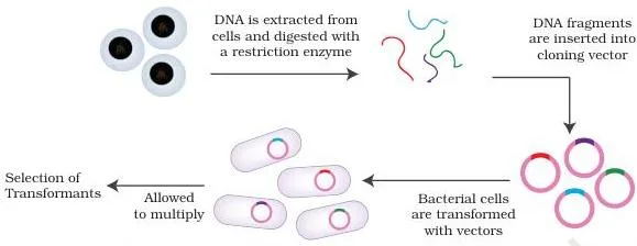 Gene Cloning Class 12 NCERT Biotechnology Chapter 3 Construction of a genomic library: genomic DNA digested, ligated into vectors, transformed into bacteria and grown as colonies
