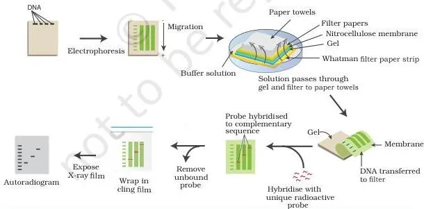 Gene Cloning Class 12 NCERT Biotechnology Chapter 3 Southern blot workflow: DNA fragments separated on a gel, transferred to a membrane and detected with a labelled probe