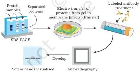 Gene Cloning Class 12 NCERT Biotechnology Chapter 3 Western blot workflow: proteins separated by SDS-PAGE are transferred to a membrane and detected by a specific antibody