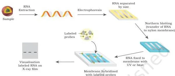 Gene Cloning Class 12 NCERT Biotechnology Chapter 3 Northern blot workflow: RNA bands transferred from a gel onto a membrane and detected by a labelled probe