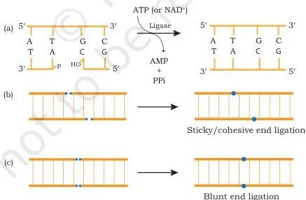 Gene Cloning Class 12 NCERT Biotechnology Chapter 3 DNA ligase joining strands: phosphodiester bond formation, sticky-end ligation and blunt-end ligation