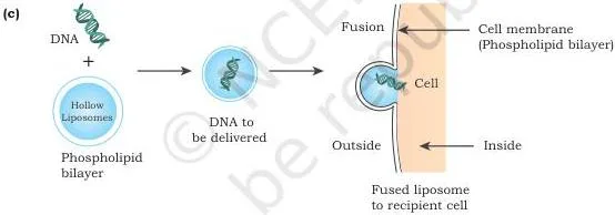 Gene Cloning Class 12 NCERT Biotechnology Chapter 3 Five DNA transfer methods: CaCl2 chemical treatment, electroporation, lipofection, microinjection and biolistic gene gun