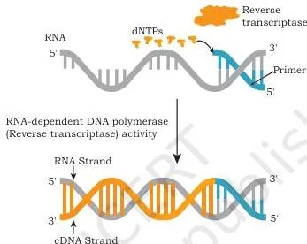 Gene Cloning Class 12 NCERT Biotechnology Chapter 3 Reverse transcription diagram showing an RNA template copied into a complementary DNA strand by reverse transcriptase