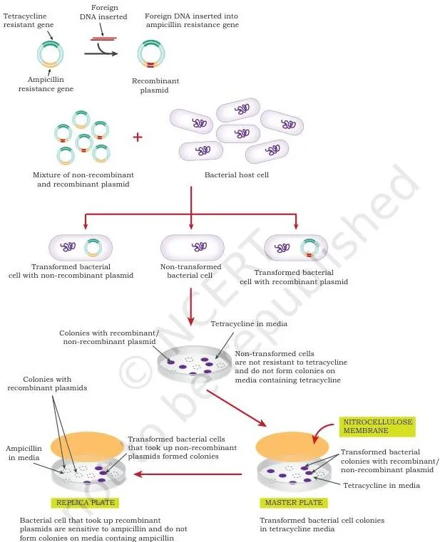 Gene Cloning Class 12 NCERT Biotechnology Chapter 3 Master plate and ampicillin replica plate used to identify colonies carrying the insert by insertional inactivation