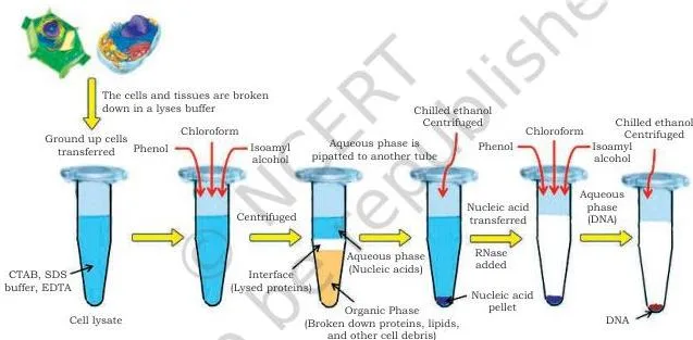 Gene Cloning Class 12 NCERT Biotechnology Chapter 3 Flow chart of the four DNA isolation steps used in gene cloning: cell lysis, protection, separation and precipitation with ethanol or isopropanol