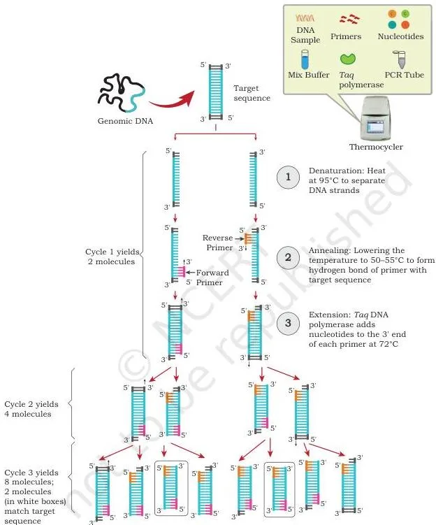 Gene Cloning Class 12 NCERT Biotechnology Chapter 3 PCR cycling diagram showing denaturation, annealing and extension with DNA strands doubling each cycle