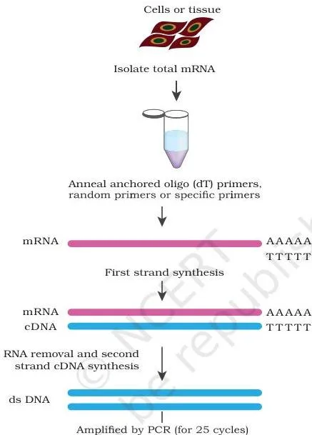 Gene Cloning Class 12 NCERT Biotechnology Chapter 3 RT-PCR steps showing mRNA converted to cDNA by reverse transcriptase and then amplified by PCR