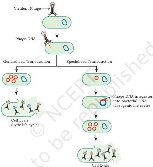 Gene Cloning Class 12 NCERT Biotechnology Chapter 3 A bacteriophage particle transferring bacterial DNA into a new host cell during transduction