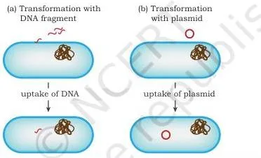 Gene Cloning Class 12 NCERT Biotechnology Chapter 3 A bacterial cell taking up a free DNA molecule from its surroundings during transformation