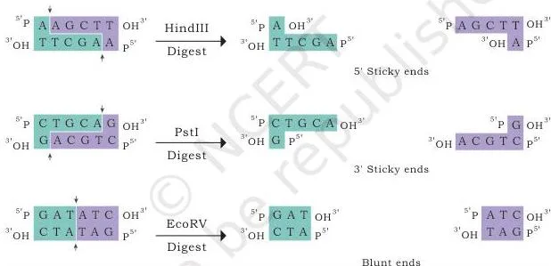 Gene Cloning Class 12 NCERT Biotechnology Chapter 3 Type II restriction enzymes cutting DNA in two ways: staggered cuts forming sticky ends and straight cuts forming blunt ends