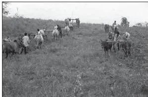 Villagers of Jhabua working together to level common property land, showing community participation in watershed management