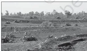Trees planted on common property land in Jhabua, showing community afforestation to restore degraded land