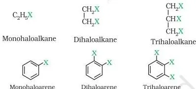 Haloalkanes and Haloarenes Class 12 Notes Classification flow chart dividing halogen compounds into mono, di, and polyhalogen groups based on the number of halogen atoms in the structure