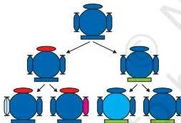 Diagram showing how one organism produces two individuals, each producing two more, with differences accumulating across generations
