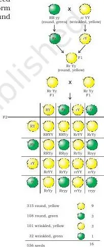 Independent inheritance of shape and colour of seeds shown across F1 and F2 generations