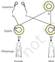 Sex determination in human beings showing XX mother, XY father, and possible XX or XY offspring