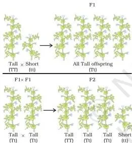 Heredity Class 10: NCERT Science Chapter 8 PDF Explained Inheritance diagram of a tall and a short plant showing two copies of the trait factor in each plant and how those copies combine in the next two generations