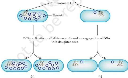 Host–Vector System Class 12 NCERT Chapter 2 PDF Two plasmid sketches side by side: a high copy plasmid present in many copies per cell and a low copy plasmid held at one or few copies per cell