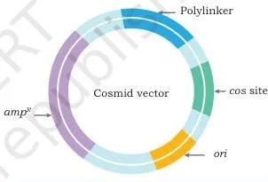 Host–Vector System Class 12 NCERT Chapter 2 PDF A typical cosmid vector combining plasmid replication functions and selectable markers with the lambda cos sites