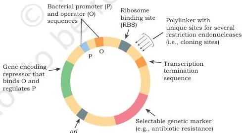 Host–Vector System Class 12 NCERT Chapter 2 PDF Expression vector drawn as an expression cassette with an inducible promoter upstream, unique insertion sites, and a termination sequence downstream