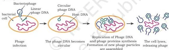 Host–Vector System Class 12 NCERT Chapter 2 PDF Second illustration of the lambda bacteriophage particle showing the head and tail structure described in section 2.3.2