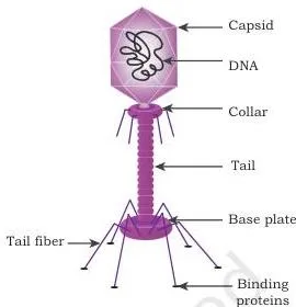 Host–Vector System Class 12 NCERT Chapter 2 PDF Lambda bacteriophage drawn with its head containing the phage genome and the tail used to inject DNA into E. coli