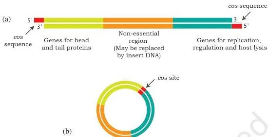 Host–Vector System Class 12 NCERT Chapter 2 PDF Lambda genome shown linear inside the virus particle and circular after infection, with the cohesive ends sealed to form the cos site