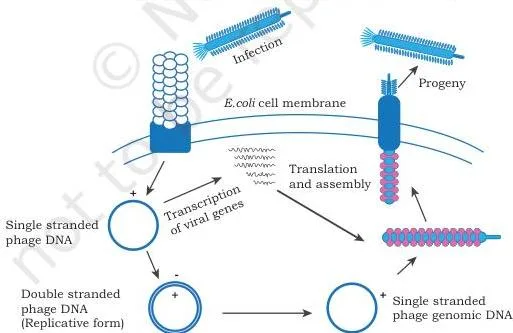 Host–Vector System Class 12 NCERT Chapter 2 PDF M13 life cycle showing the single stranded genome converting to a double stranded replicative form and back, with new phages leaving the cell without lysis