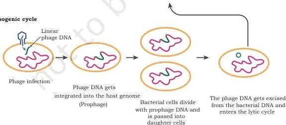 Host–Vector System Class 12 NCERT Chapter 2 PDF Lambda life cycle showing two paths: the lytic cycle producing new phages and lysing the host cell, and the lysogenic cycle keeping the prophage inside the host chromosome