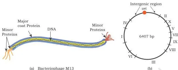 Host–Vector System Class 12 NCERT Chapter 2 PDF M13 bacteriophage with a tube-like capsid around its single stranded circular genome, plus a genome map labelling genes I to X and the intergenic region