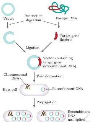 Host–Vector System Class 12 NCERT Chapter 2 PDF Gene cloning flow diagram: the target insert is isolated, joined to a carrier vector to form recombinant DNA, and introduced into a host that propagates and expresses it