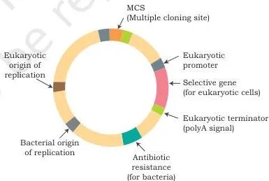 Host–Vector System Class 12 NCERT Chapter 2 PDF Shuttle vector for E. coli and yeast showing two origins of replication, one active in each host