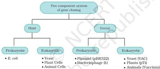 Host–Vector System Class 12 NCERT Chapter 2 PDF Two-component diagram of gene cloning with examples of eukaryotic and prokaryotic hosts listed on one side and matching vectors on the other