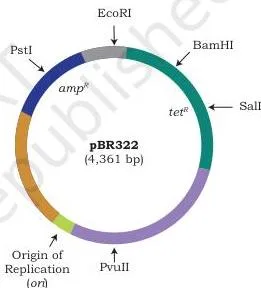 Host–Vector System Class 12 NCERT Chapter 2 PDF Circular vector map of pBR322 marked with the origin of replication, unique restriction sites for PstI, EcoRI, BamHI, SalI and PvuII, and the ampR and tetR marker genes