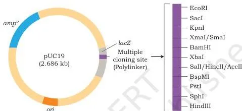 Host–Vector System Class 12 NCERT Chapter 2 PDF Circular vector map of pUC19 labelled with the origin of replication, ampicillin resistance gene and part of the beta-galactosidase gene lacZ