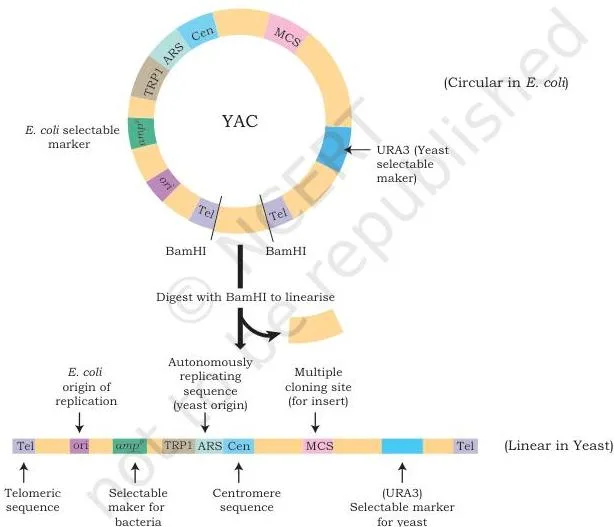 Host–Vector System Class 12 NCERT Chapter 2 PDF Yeast artificial chromosome marked with two telomeric sequences at the ends, a centromere, an autonomously replicating sequence and selectable markers