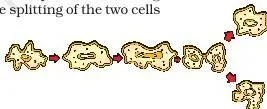 How do Organisms Reproduce? Class 10 Science Chapter 7 (PDF) Amoeba dividing into two cells of similar size, illustrating binary fission in a single-celled organism