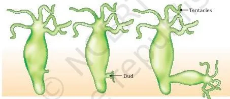 How do Organisms Reproduce? Class 10 Science Chapter 7 (PDF) Hydra with a bud forming as an outgrowth on its body, the bud developing into a new individual