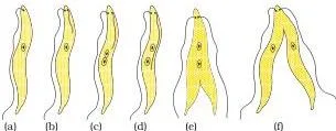 NCERT Solutions for Class 10 Science Chapter 7 How do Organisms Reproduce? Leishmania cell with a whip-like flagellum dividing along a definite plane in relation to the flagellum, illustrating oriented binary fission