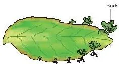 NCERT Solutions for Class 10 Science Chapter 7 How do Organisms Reproduce? Bryophyllum leaf with small buds arising from notches along the leaf margin, each bud capable of developing into a new plant, illustrating vegetative propagation