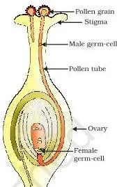 NCERT Solutions for Class 10 Science Chapter 7 How do Organisms Reproduce? Pollen grain landing on a sticky stigma with a pollen tube growing down through the style toward the ovary, illustrating the step between pollination and fertilisation