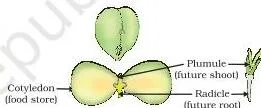 How do Organisms Reproduce? Class 10 Science Chapter 7 (PDF) Germinating seed with its parts visible, showing the embryo that develops into a seedling