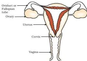 How do Organisms Reproduce? Class 10 Science Chapter 7 (PDF) Human female reproductive system with ovaries, fallopian tubes, uterus, cervix and vagina