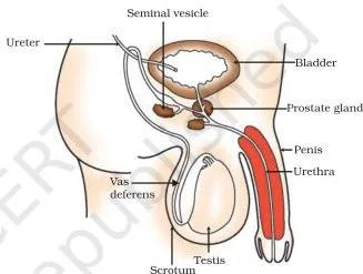 How do Organisms Reproduce? Class 10 Science Chapter 7 (PDF) Human male reproductive system diagram from NCERT Class 10 Science Chapter 7, showing testes, scrotum, vas deferens, seminal vesicles, prostate gland and urethra