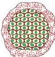 How do Organisms Reproduce? Class 10 Science Chapter 7 (PDF) Plasmodium dividing into many small daughter cells at the same time during multiple fission